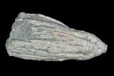 Hylodecrinus Crinoid Fossil - Crawfordsville, Indiana #94485-1